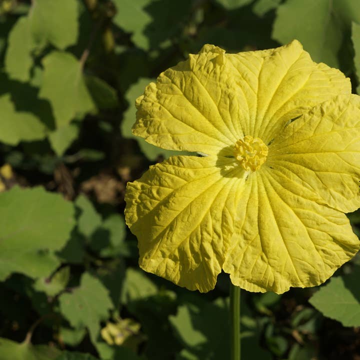 Sow the Magic - Wholesale Plant seeds - Luffa Gourd Tarot Seed Packet1