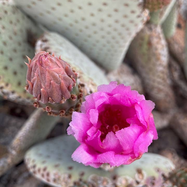 Naked Fig - Wholesale Bar Soap - Arizona Prickly Pear10