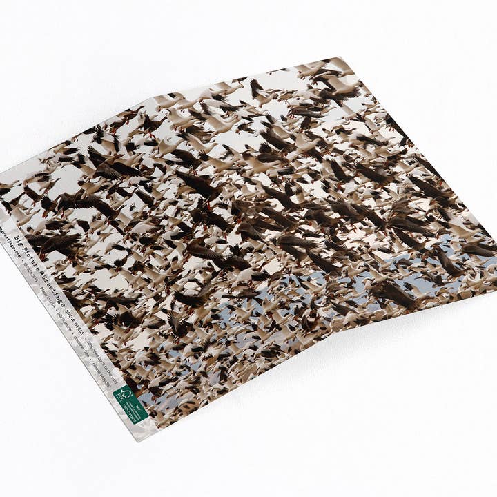 “Mass Migration” Snow Geese for wholesale by Elster Photography/Big Picture Greetings