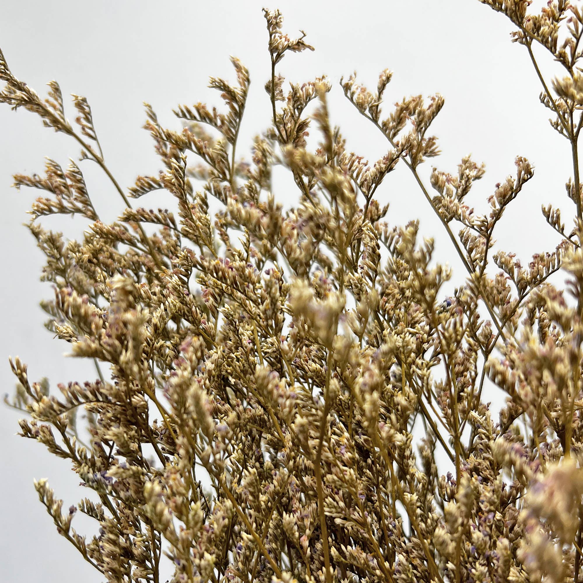 2626 Designs - Wholesale Dried/Pressed Flowers - Dried Preserved Valentin Grass Bouquet 21" Multiple Colors23