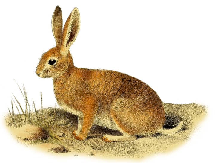 Animals/ Birds/ Fish/ Rabbit Cotton Hand Towel for wholesale by Ox Bow Decor