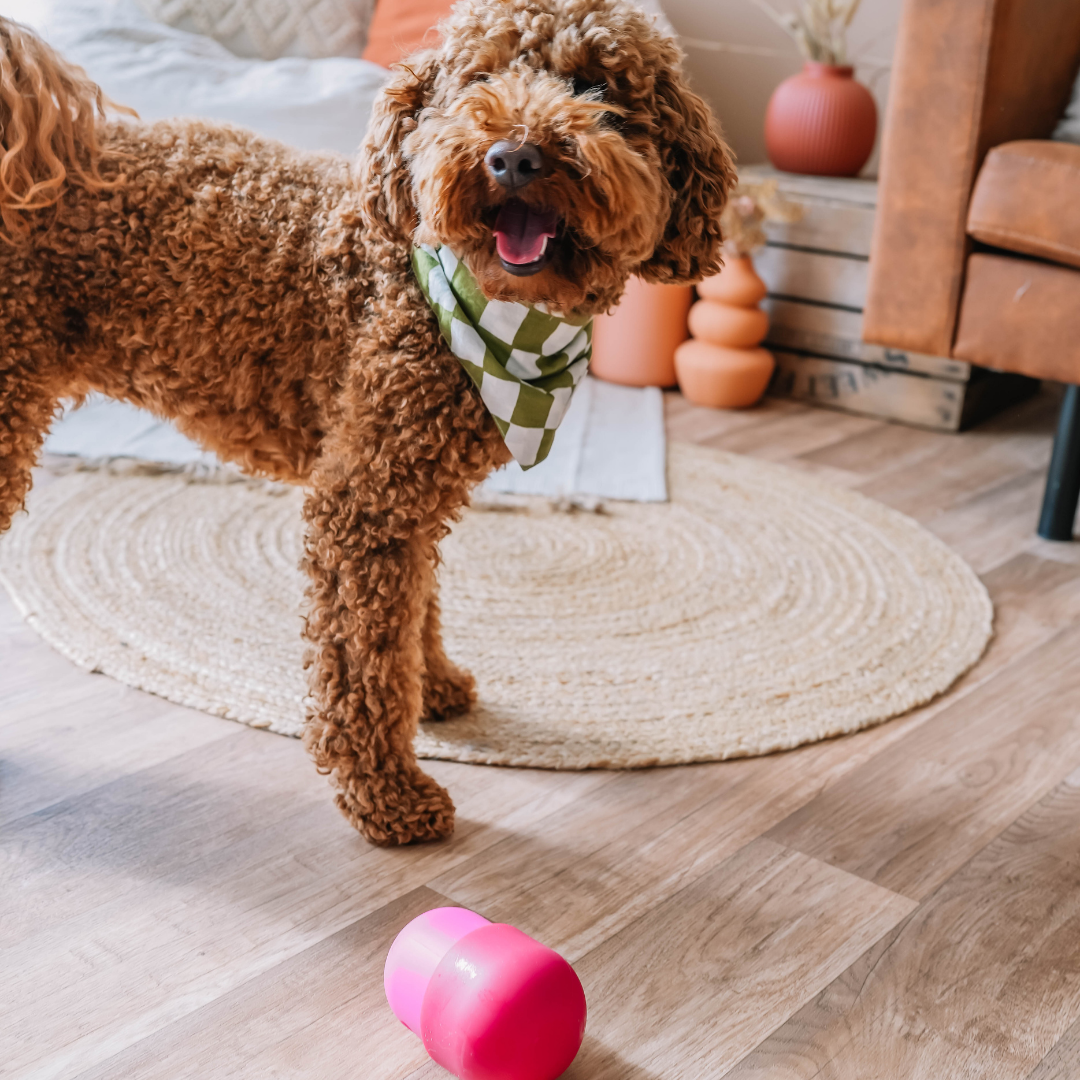 Babelle For Dogs - Wholesale Speeltje - Hond - De Fun Feeder - Snackdispenser - Lik speeltje14