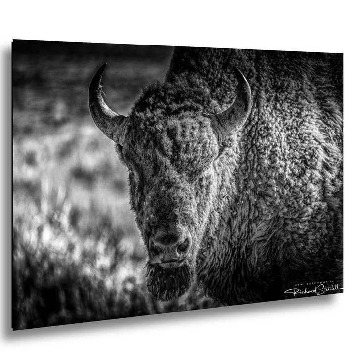 Buffalo Wall Art - Wildlife Photo Canvas for wholesale by 998 Millibar Photography