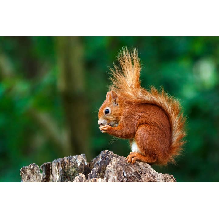 Red Squirrel Having a Snack Photo Art Print Poster for wholesale by Gotham Gifts