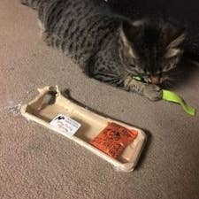 Dr. Pussums Catnip - Wholesale Pet Toy Set - Cat - Party Packs Catnip Toy Gift Set1