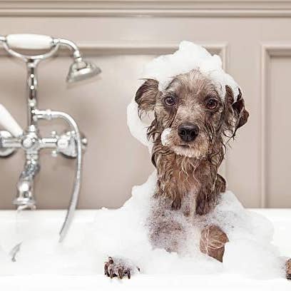 Aqueos - Venta al por mayor Champú - Perros - Champú para perros antibacteriano, antiviral y antipicazón Aqueos 1L