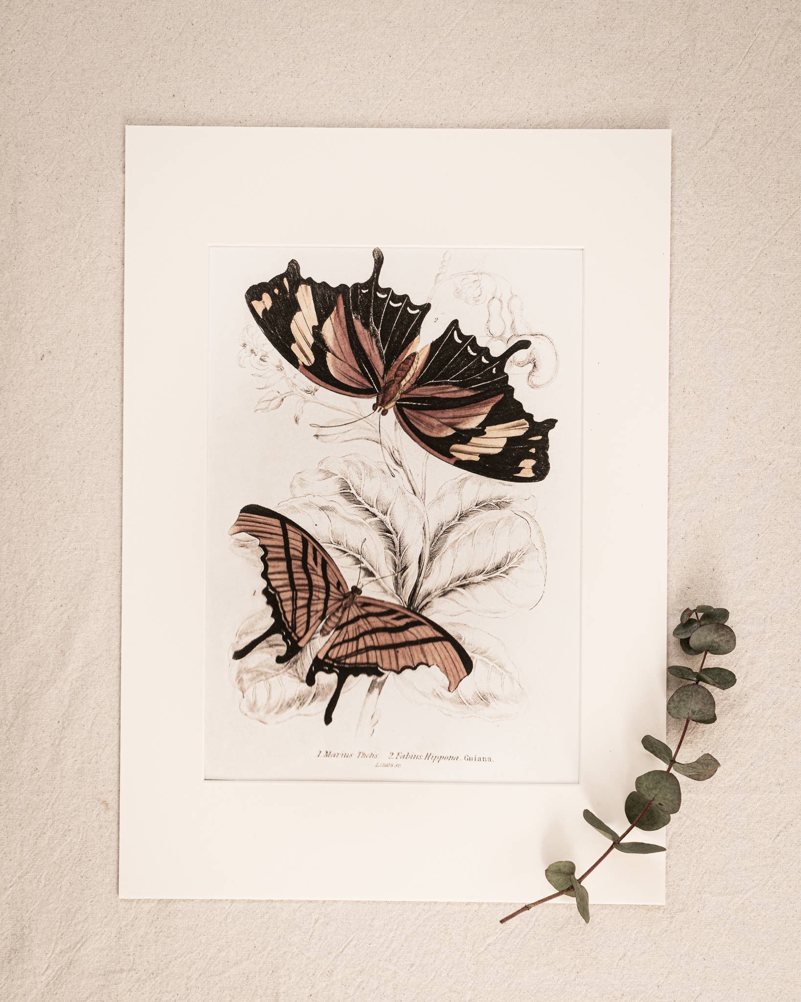 Coultura - Wholesale Gallery Wall Set - Framed Set of Six Vintage Butterfly Art Prints (Classic Teak Frame Collection)9
