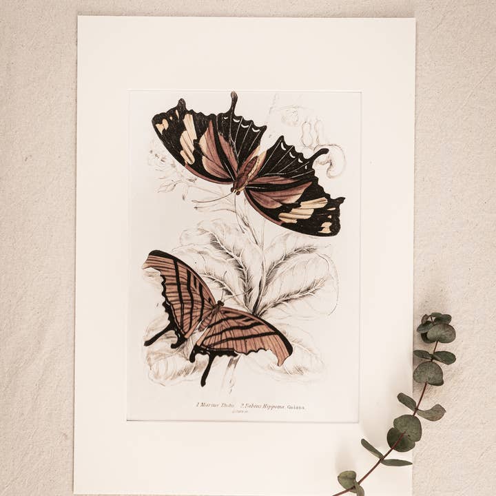 Coultura - Wholesale Gallery Wall Set - Framed Set of Six Vintage Butterfly Art Prints (Classic Teak Frame Collection)9