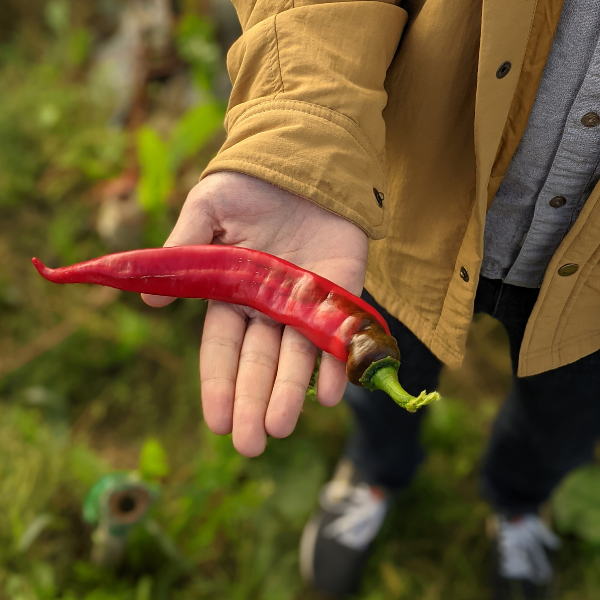 Burlap & Barrel - Wholesale Dried Spice - Jimmy Nardello Pepper Flakes - Single Origin Spice1
