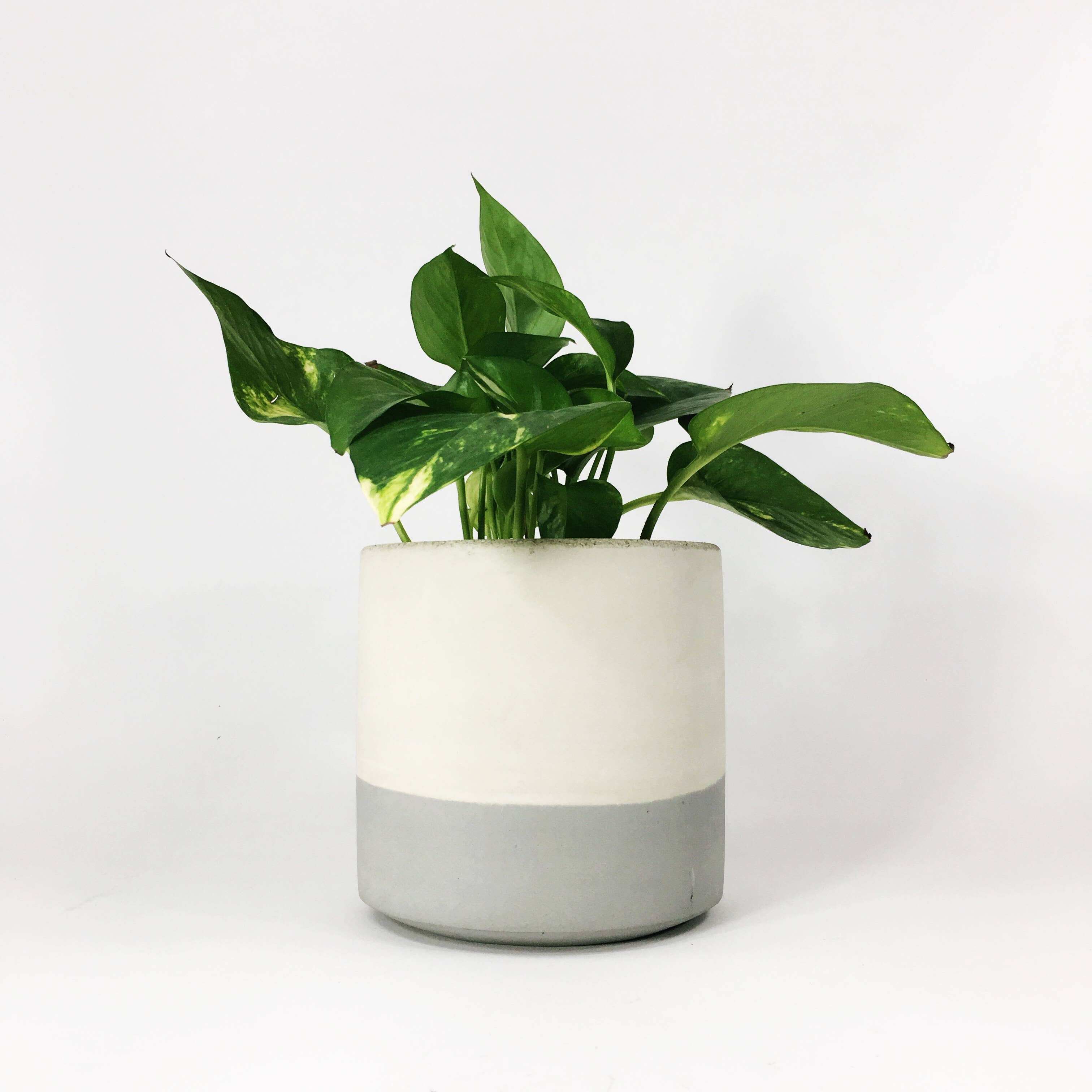 Settlewell - Wholesale Plant Pot - 6" Straight Sided Concrete Pot /  17 Colors3