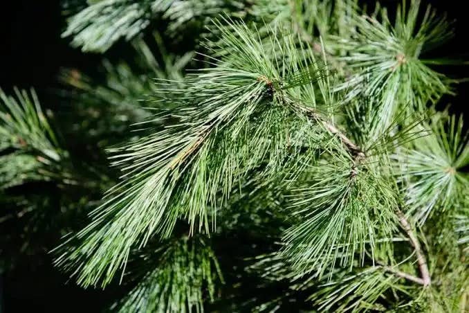 Harvest + Harmony – wholesale Bar Soap – Harvest + Harmony Tree + Pine Scented Goat Milk Soap1