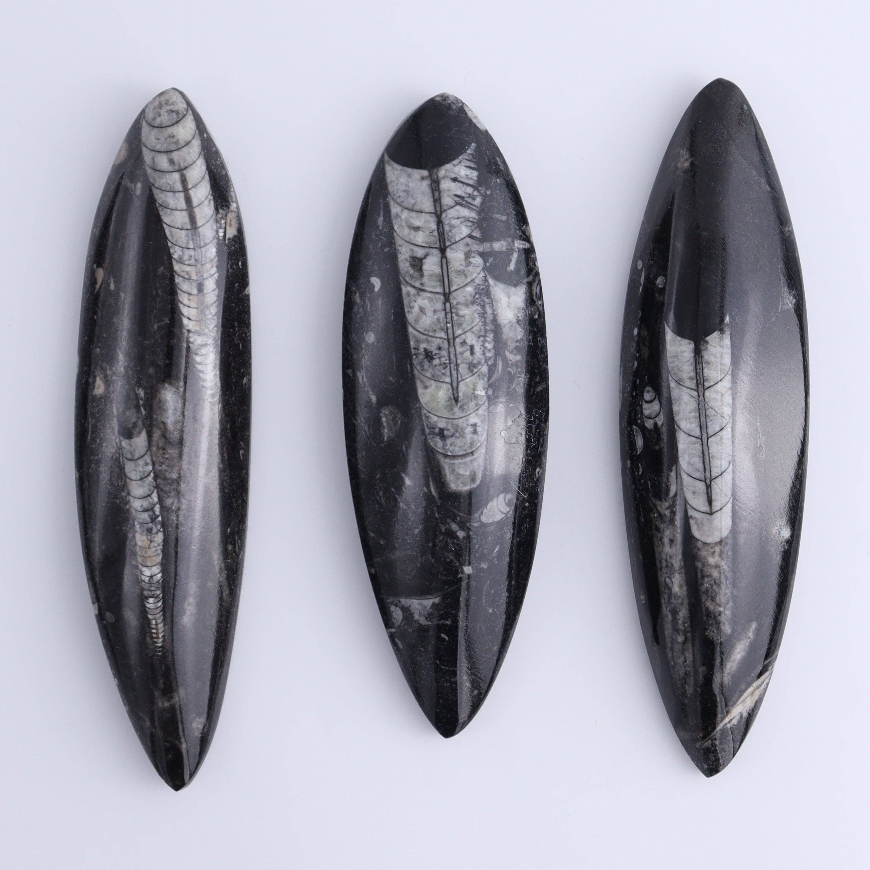 Mi Esperanza Minerals - Wholesale Spiritual Stone/Crystal - Orthoceras Polished Set of 51