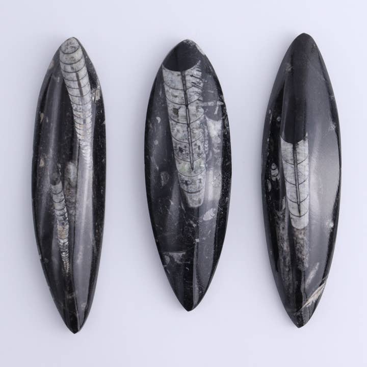 Mi Esperanza Minerals - Wholesale Spiritual Stone/Crystal - Orthoceras Polished Set of 51