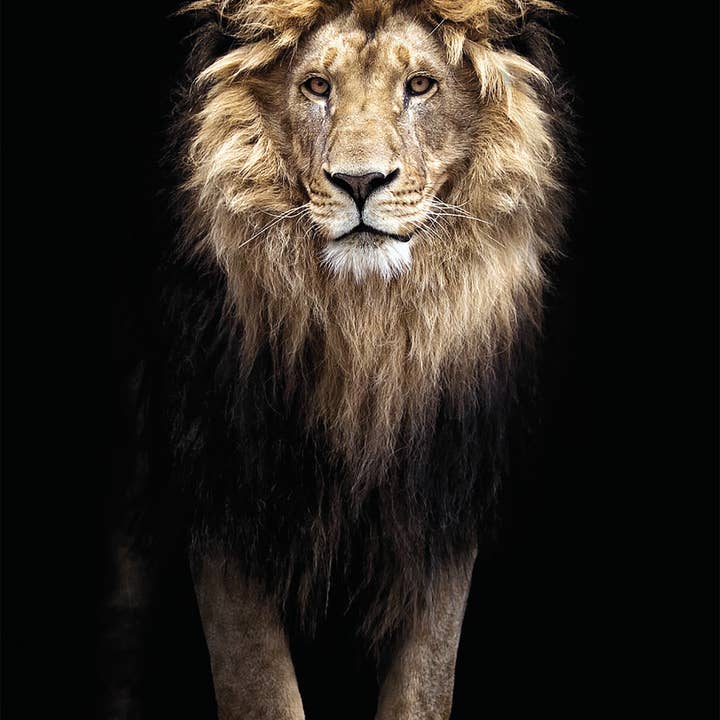 stretcher for wholesale by Bönninghoff