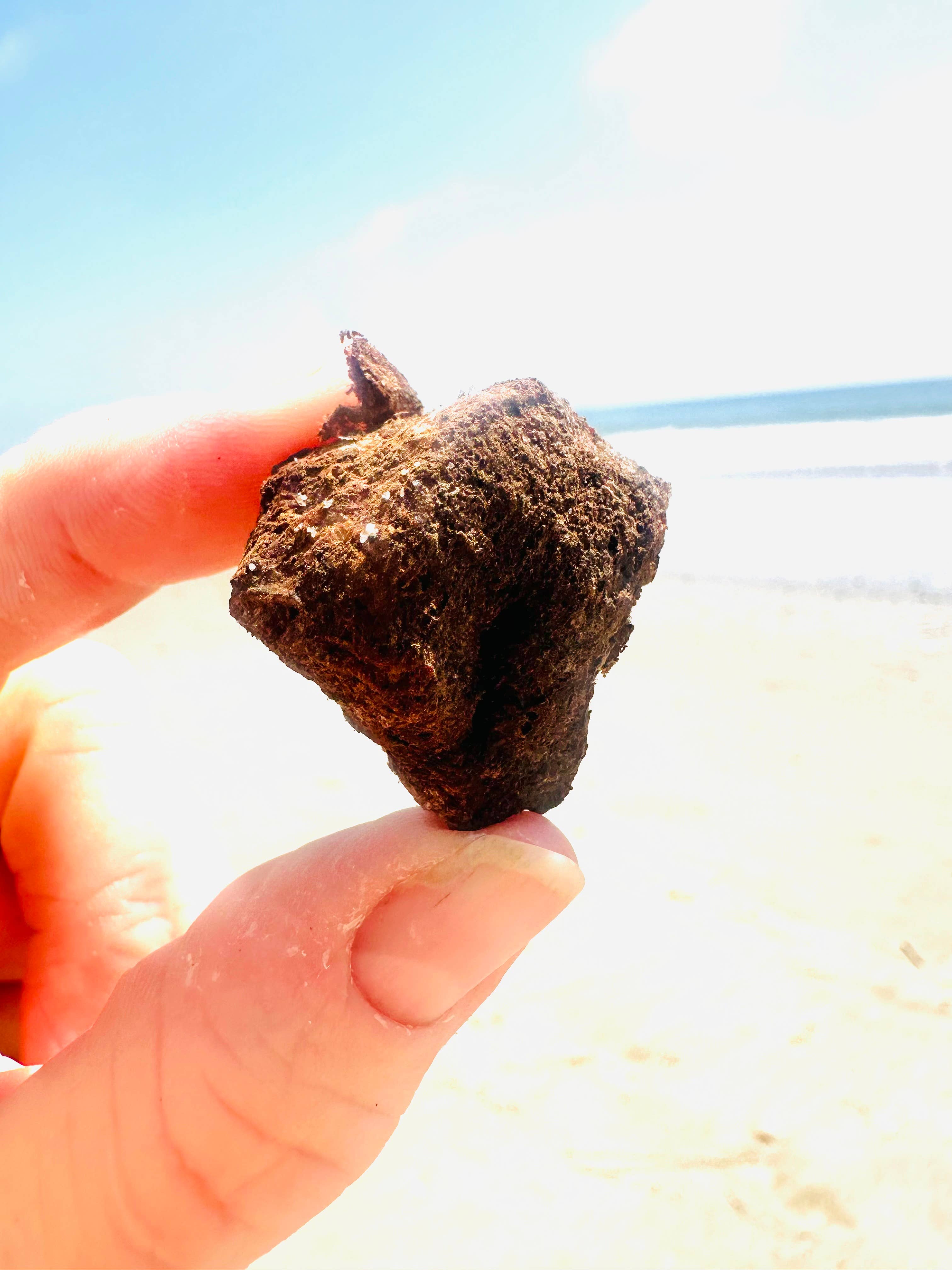 Fur Monster Goodies LLC - Vente Friandises – chien - Rate de bison 100 % nourri à l’herbe lyophilisé aux extraits de sept champignons biologiques1