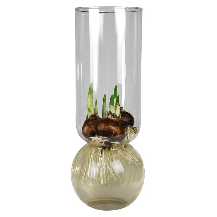 HomArt - Wholesale Vase - Bulb Vase Extra Tall - Clear