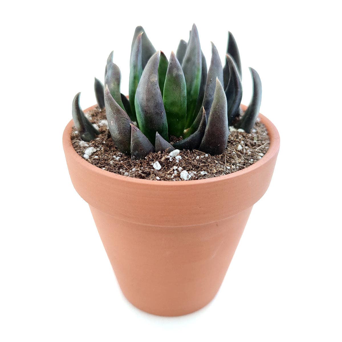 Best Plant Friend - Wholesale Succulent - Echeveria Black Knight, New Black 2/4" Plastic Pot7