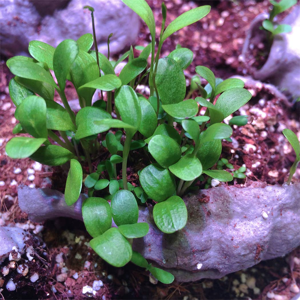 Shroot: Kabloom Seedboms - Wholesale Plant Seeds - Urban Bloomer Seedbom - CDU Pack - Wildflowers for Insects3