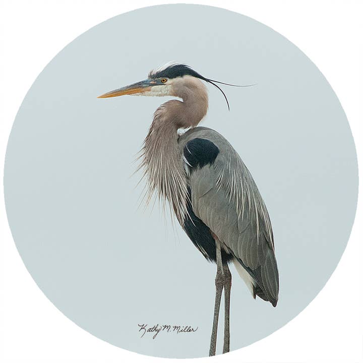 KM Heron
for wholesale by Andreas