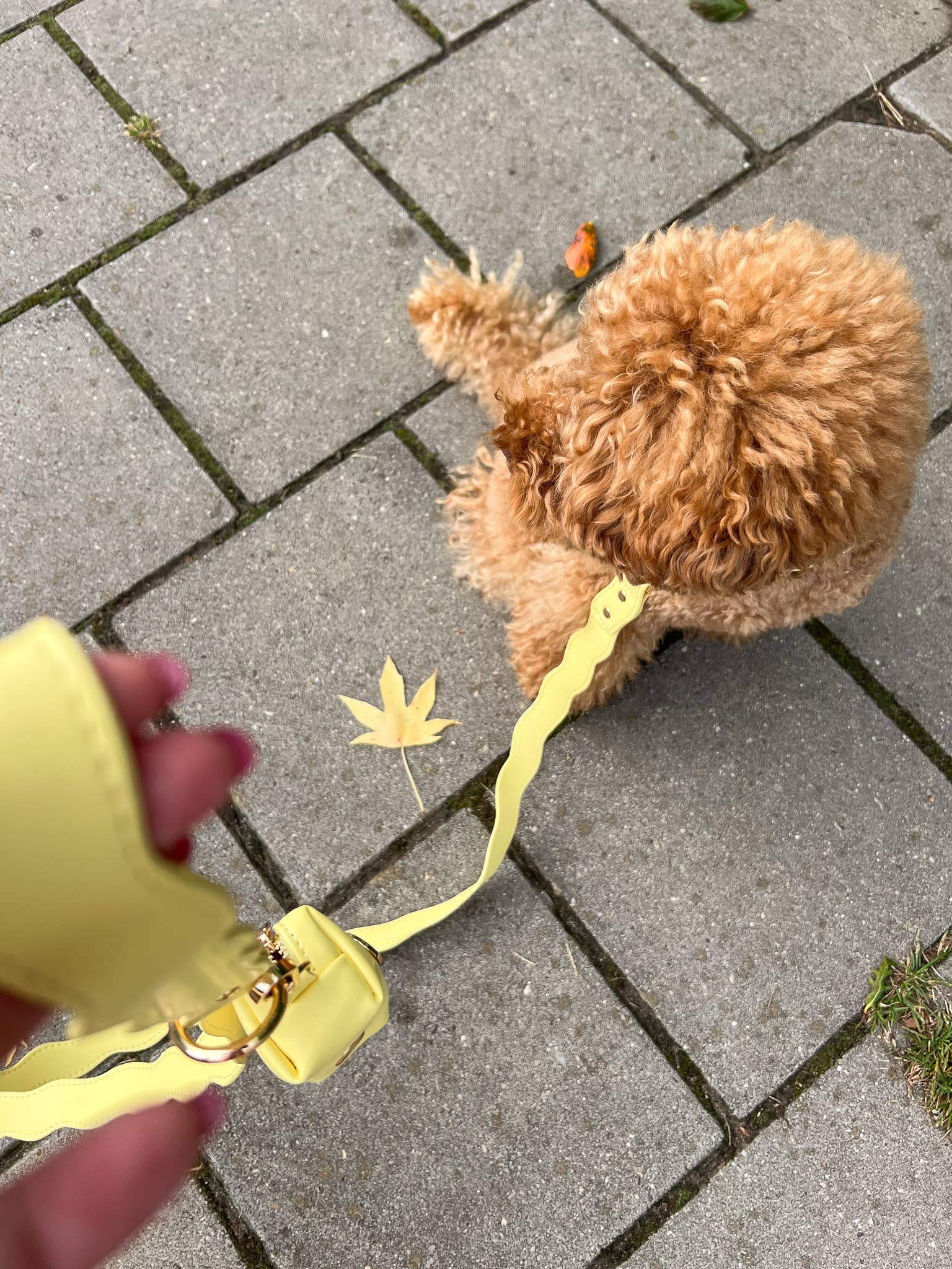 Floofs and Cookies - Wholesale Pet Leash - Dog - Golvend Lilo riem1