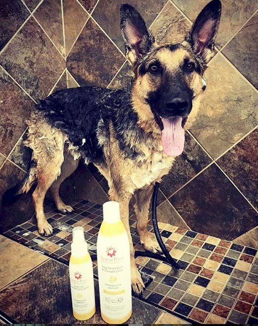 Aroma Paws - Wholesale Pet Spray - Dog - 4.5 Oz. Dog Coat Spray Honeysuckle Jasmine4