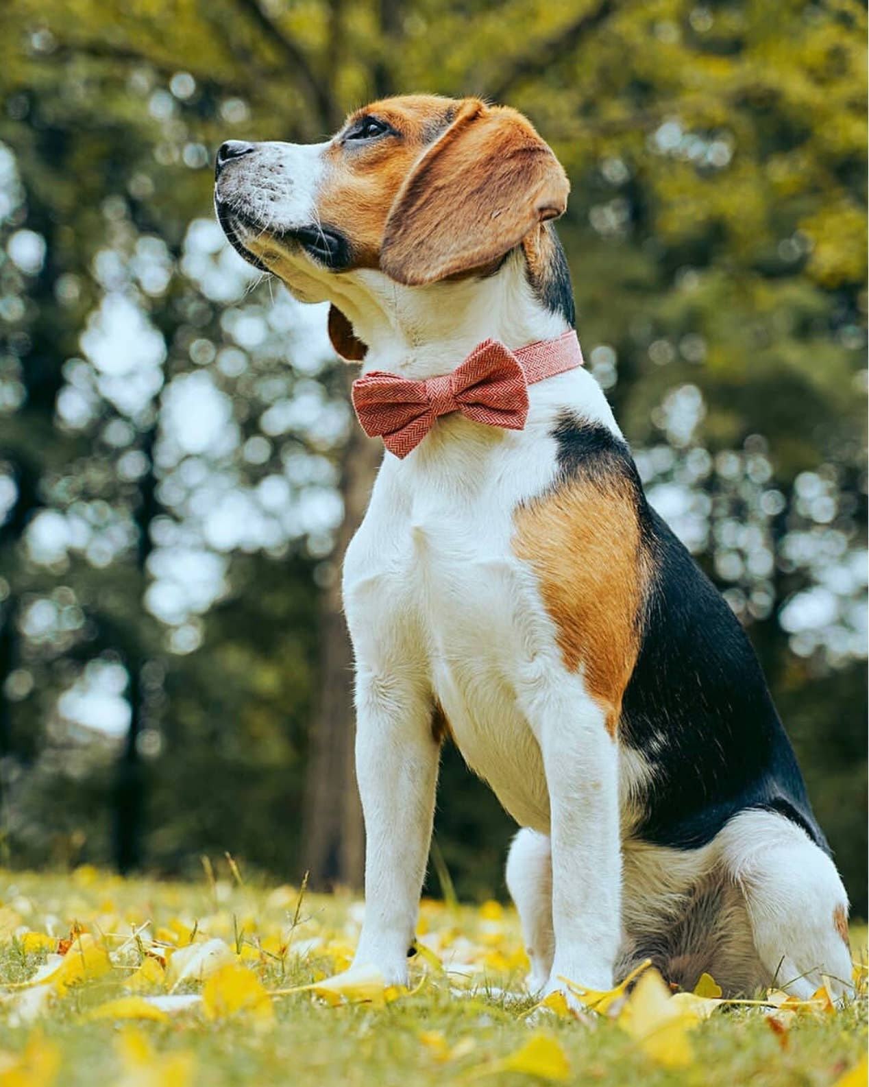 Blueberry Pet - Vendita all'ingrosso Collare - Cani - Collare per cane in tweed testurizzato con papillon staccabile19