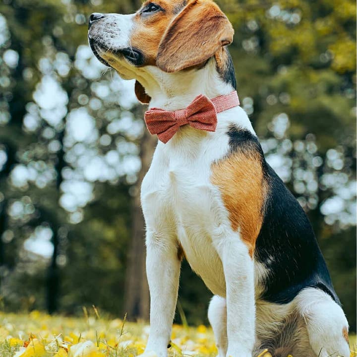 Blueberry Pet - Vendita all'ingrosso Collare - Cani - Collare per cane in tweed testurizzato con papillon staccabile19