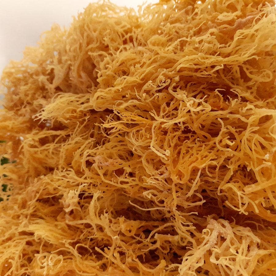 Life Gardening Tools - Vendita all'ingrosso Vitamine/integratori orali - Gold Sea Moss - Raccoglitura selvatica da St. Lucia5