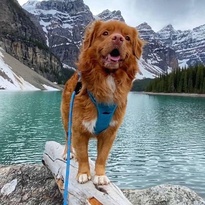 Moraine Dog Rope Leash for wholesale by Rocky Mountain Dog