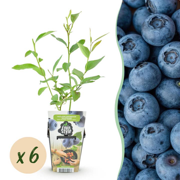 Blaubeere Vaccinium corymbosum Goldtraube winterhart 6 Pflanzen Ø9cm Höhe30cm – Ertragreiche Heidelbeere für Garten Balkon & Terrasse für den Großhandel von Oasis of Life