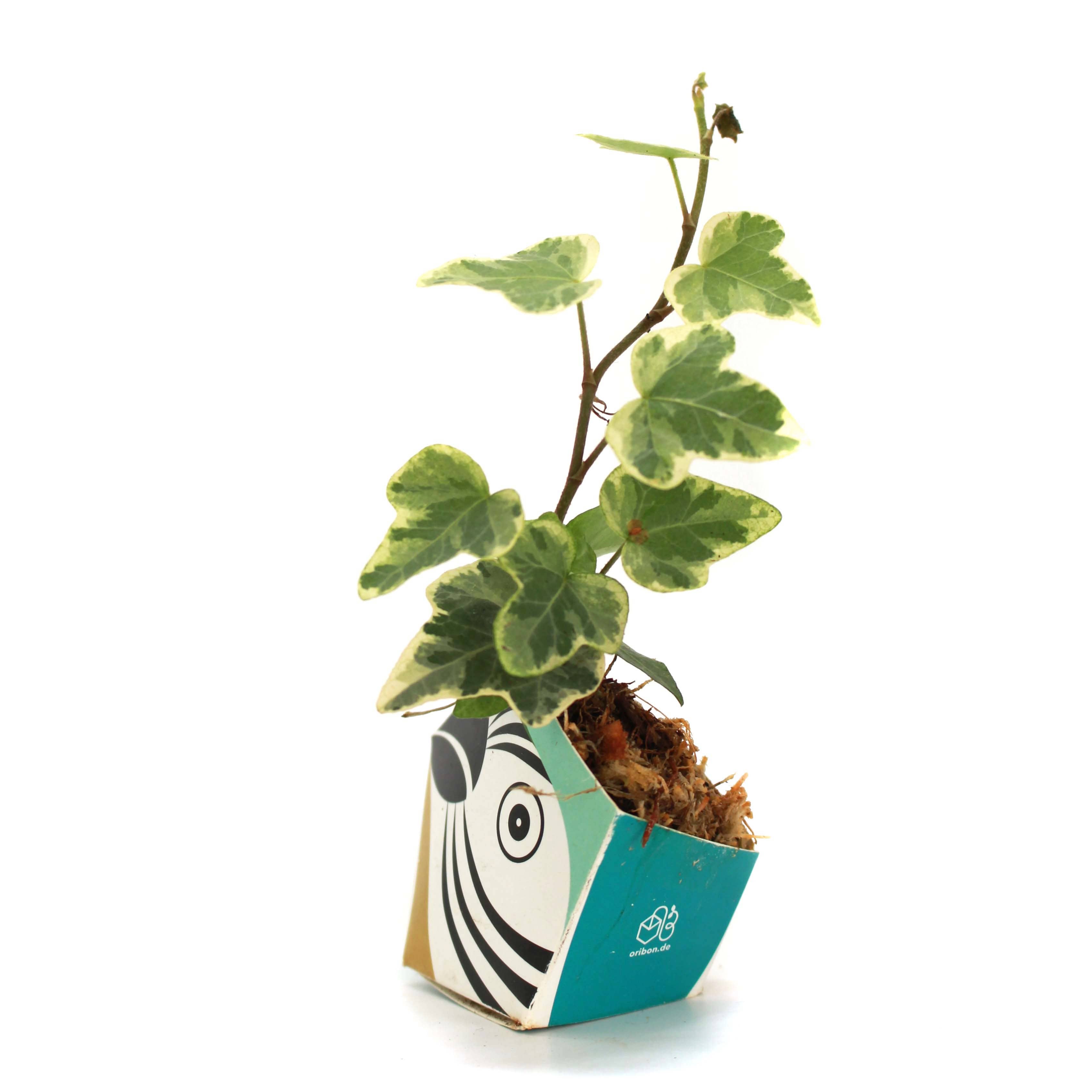 OriBon - Wholesale DIY Craft Kit - 3 OriBon - Rainforest animals collection9