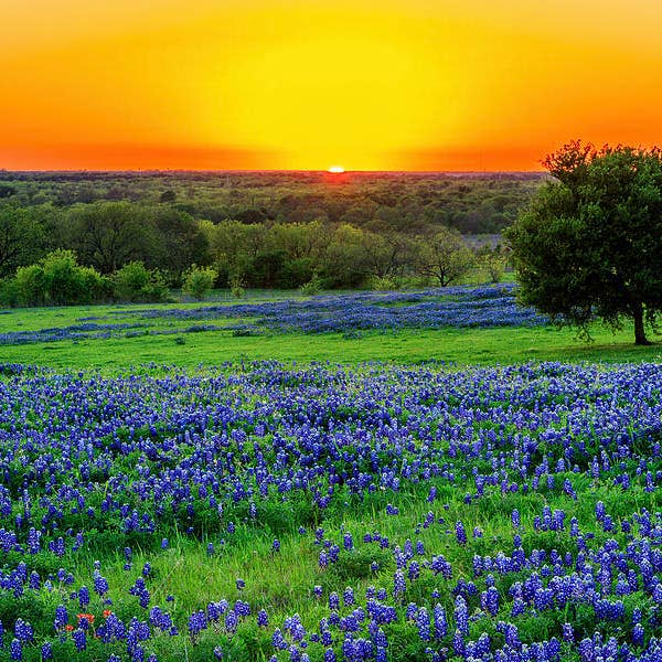 Flowers Metallic Fine Art Print FLO18 for wholesale by Breaking Rules Photography