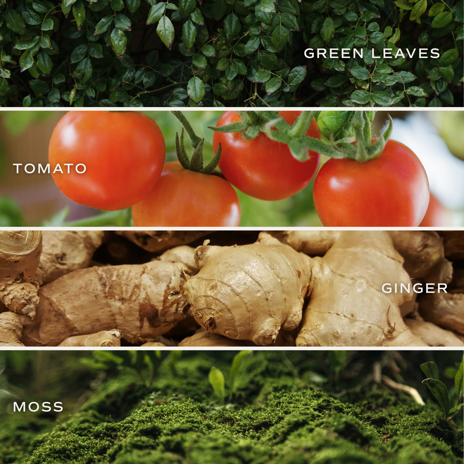 Sweet Water Decor - Vente Bougie en bocal - Bougie 15 oz à la cire de soja Farmer's Market en pot mat - Idée cadeau3