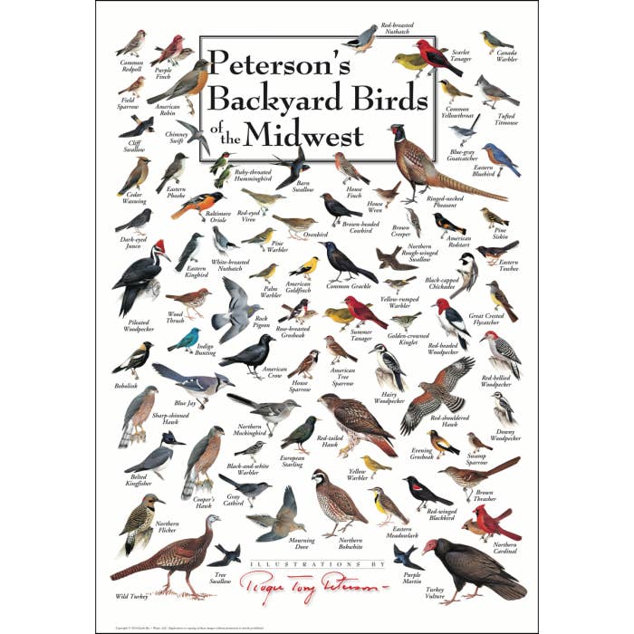Peterson's Backyard Birds of the Midwest Poster for wholesale by Earth Sky + Water