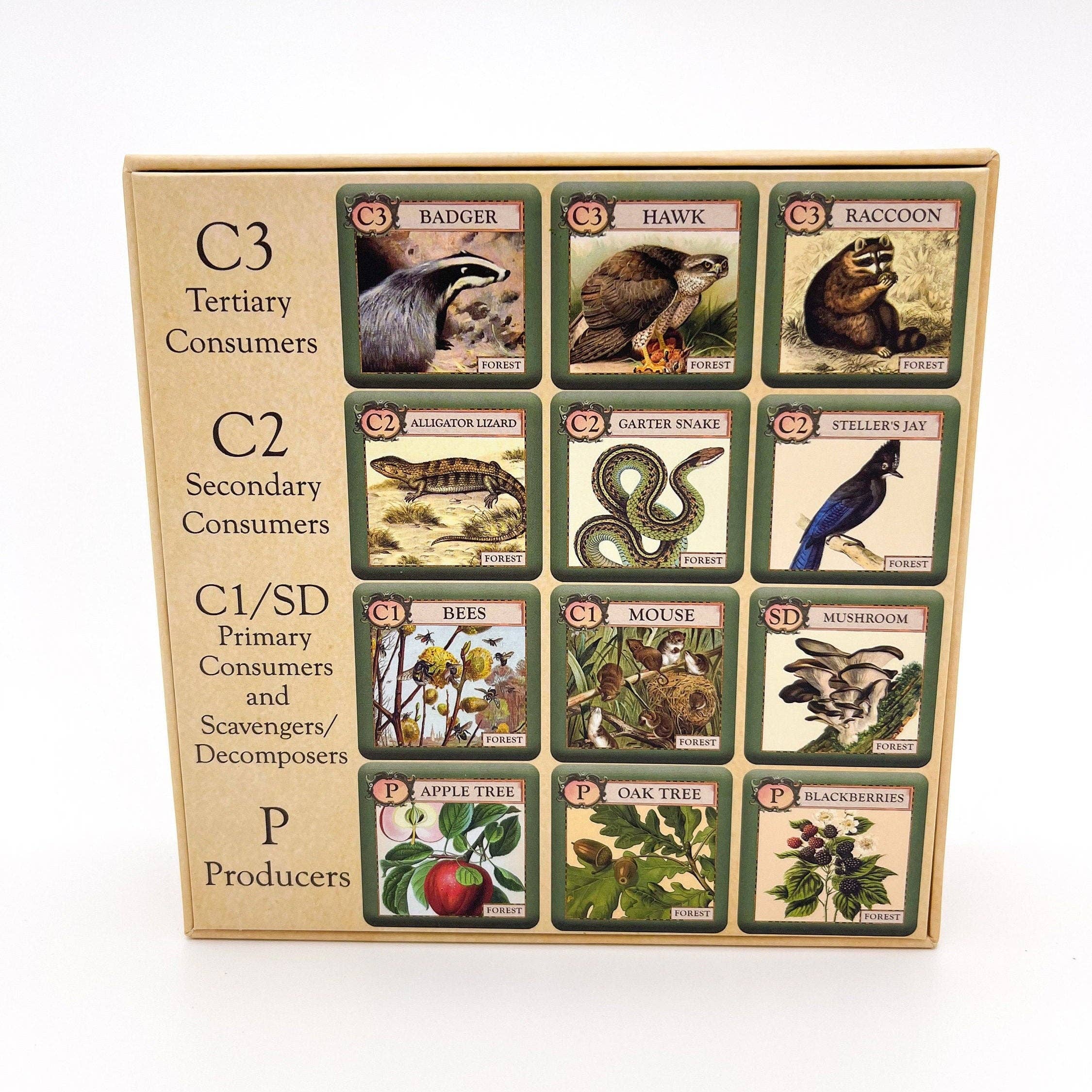 Montrose Biology - Wholesale Card Game - Ecologies Junior: Forest3