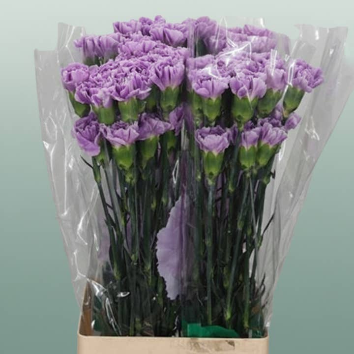 Carnation Standard Florigine Moonaqua for wholesale by All Occasions Wholesale