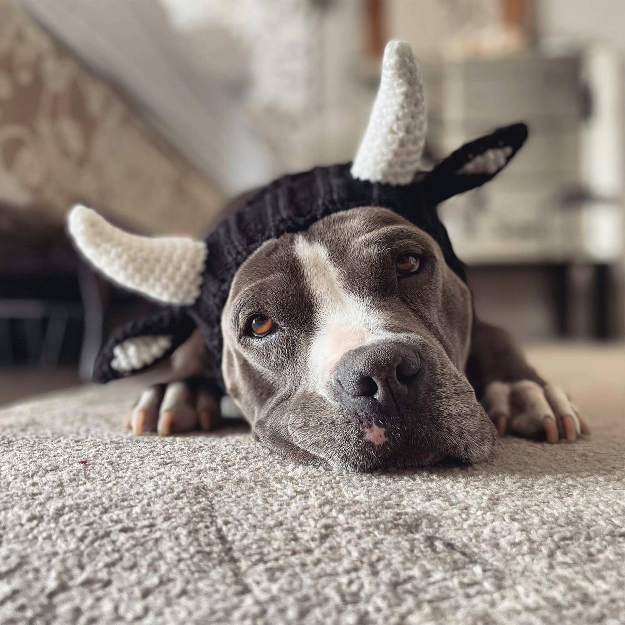 Zoo Snoods - Vente Tour de cou – chien - Snood pour bouledogue9