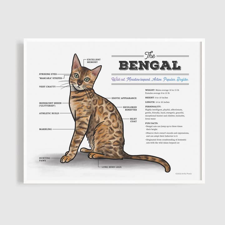 Bengal Cat Diagram Art Print for wholesale by Artful Pixels