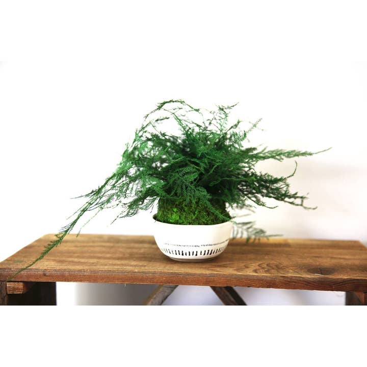 Artisan Moss - Wholesale Live Plant - Featherleaf Fern Kokedama - Sitting or Hanging - Preserved Moss and Fern Plant11