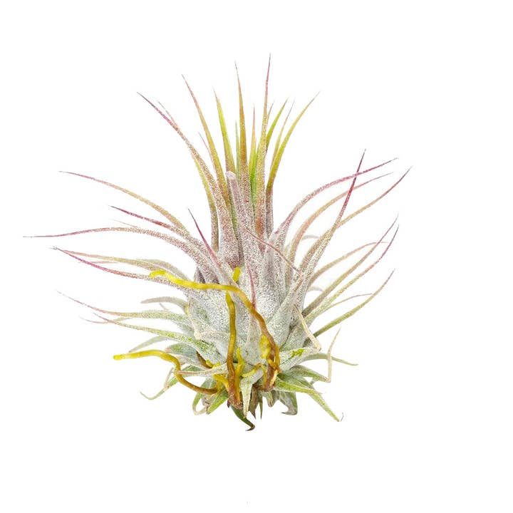 Best Plant Friend - Wholesale Live Plant - Live Ionantha Guatemala Air Plant 2.5" Wide or Tall