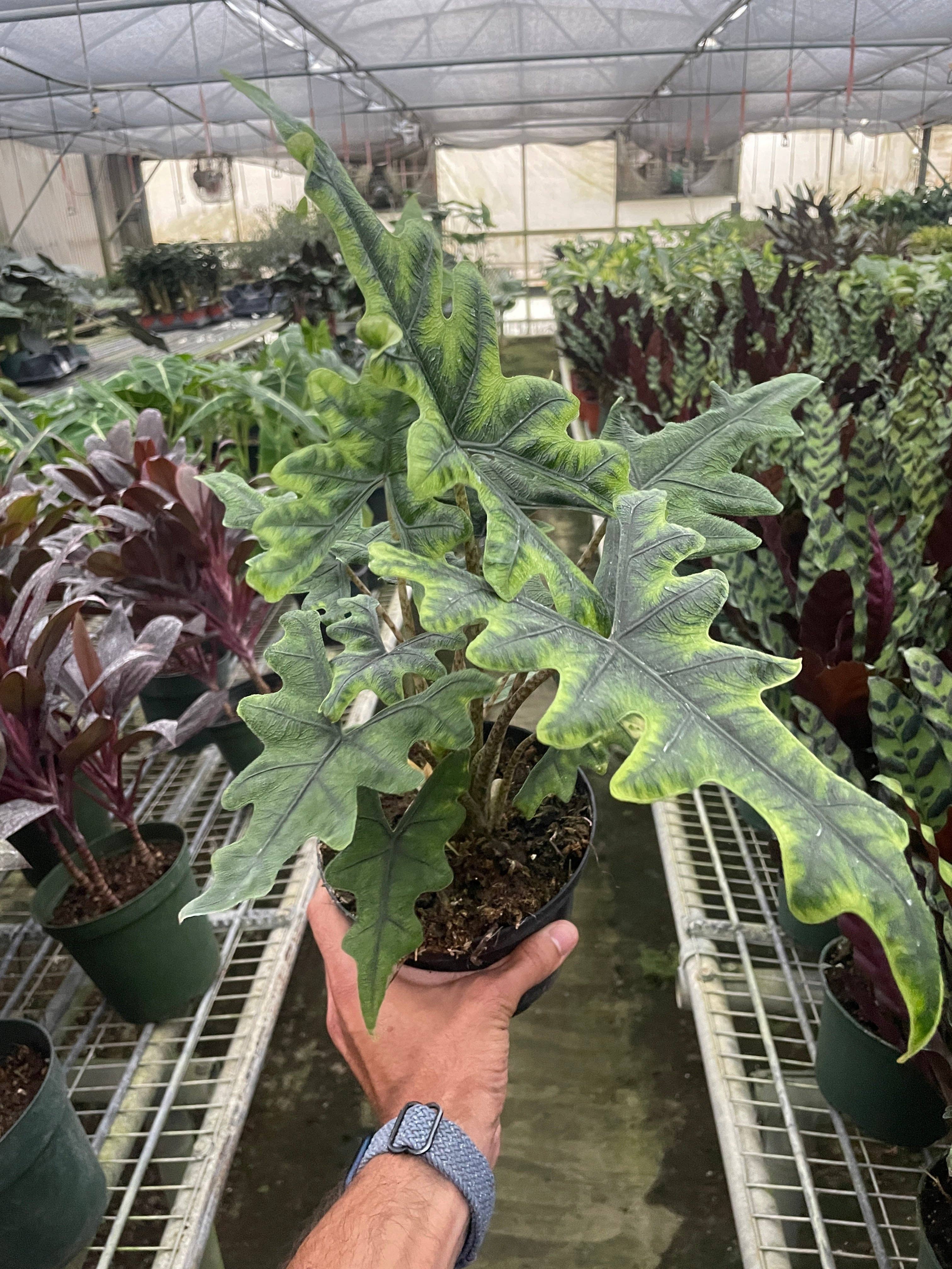 Bumble Plants - Wholesale Live Plant - Alocasia Jacklyn1
