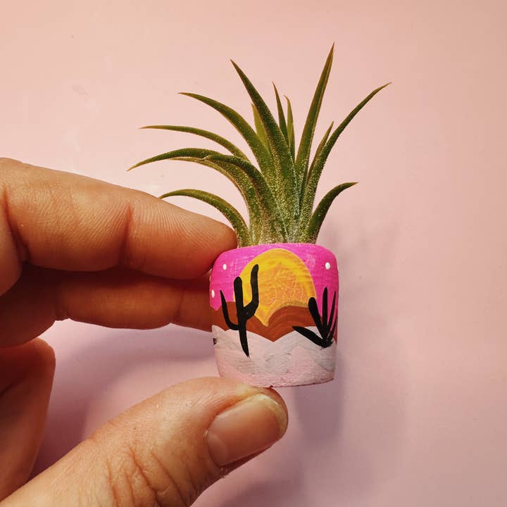 O'Berry's Succulents - Wholesale Plant Pot - Desert Snow Mini Planter and Plant