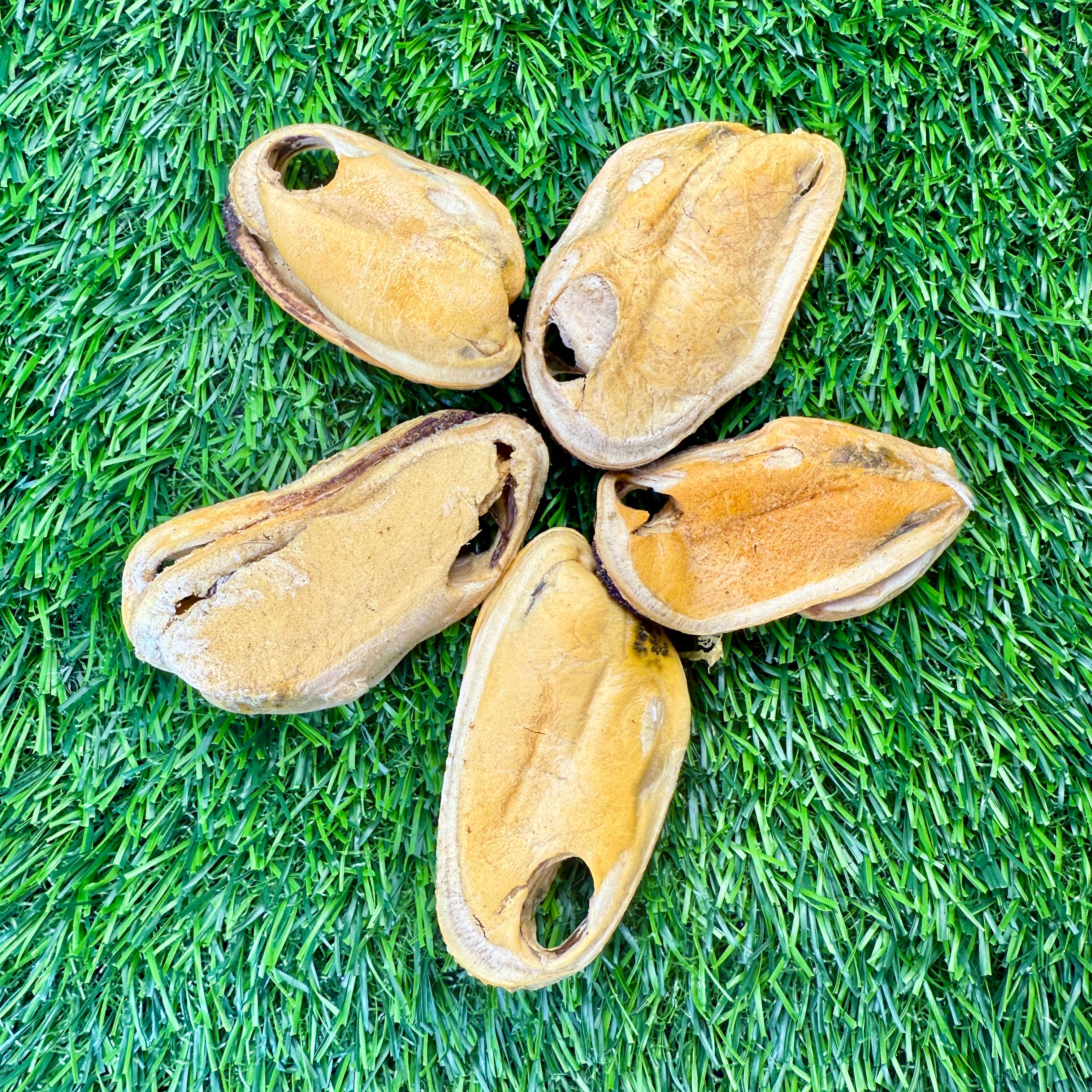 Golden Nibbles - Wholesale Pet Treats - Dog - New Zealand Green-Lipped Mussel - Freeze-Dried 3