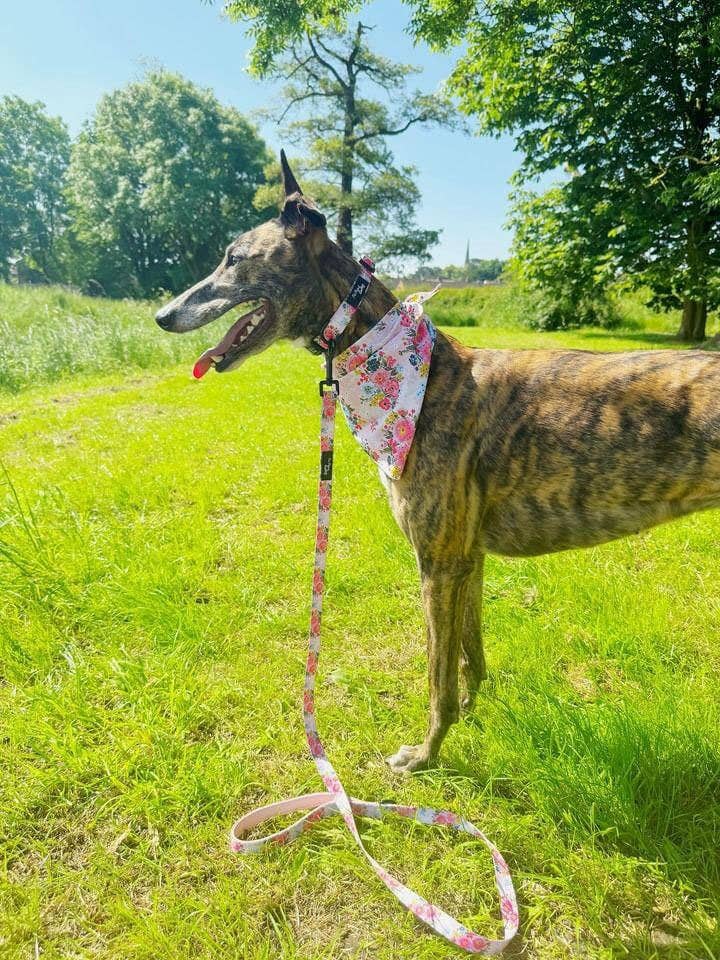 Pet Pooch Boutique - Wholesale Pet Collar - Dog - Cottage Floral Dog Collar/Optional Flower Accessory (pink)3