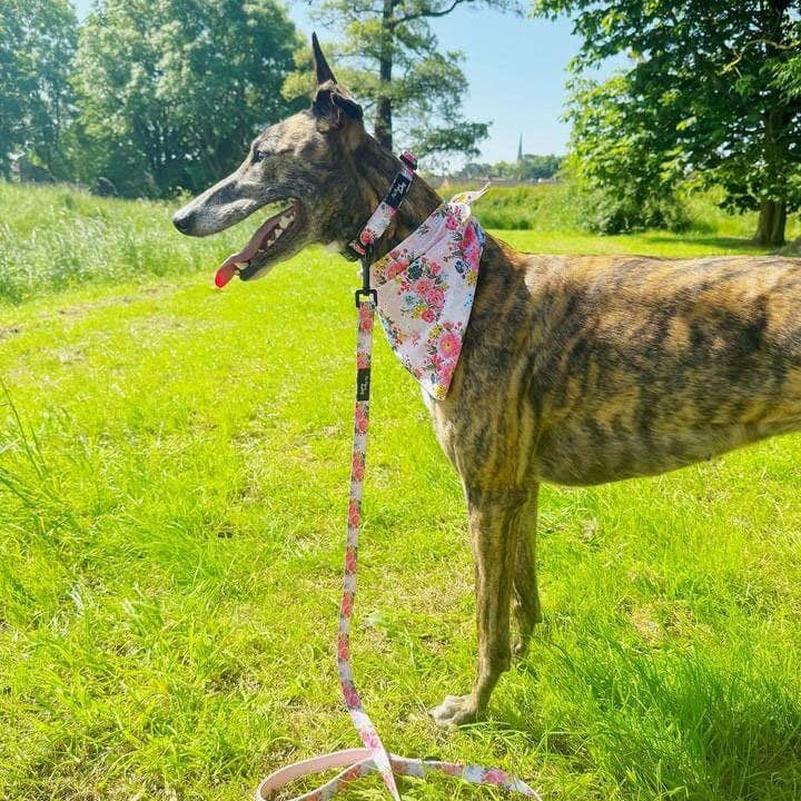 Pet Pooch Boutique – Engroshandel Halsbånd - Hund – Cottage Floral Hundekrave/Valgfrit blomstertilbehør (lyserød)3