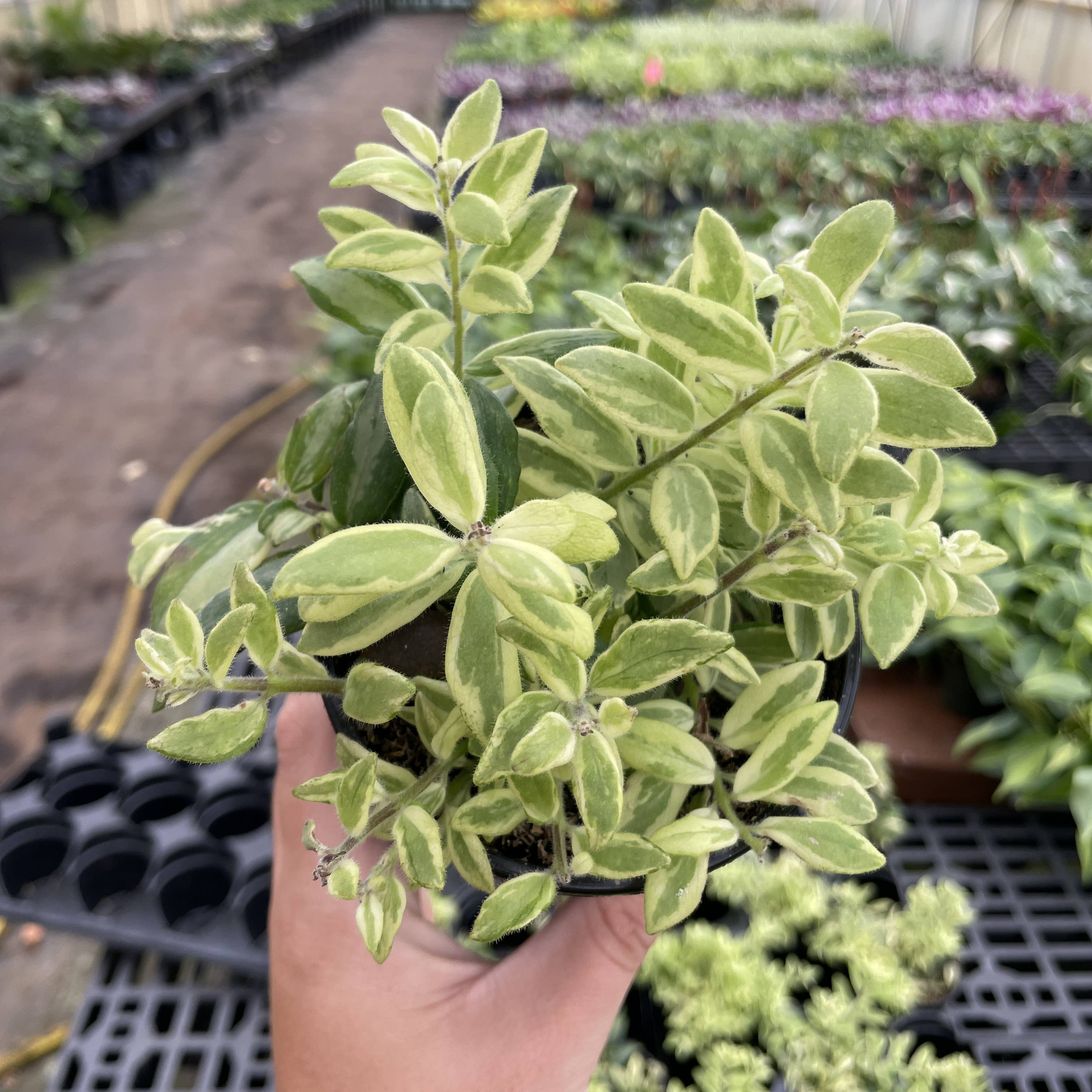 Thorsen's Greenhouse - Wholesale Live Plant - Lipstick 'Bolero Bicolor' Plant - 4" Live Plant3