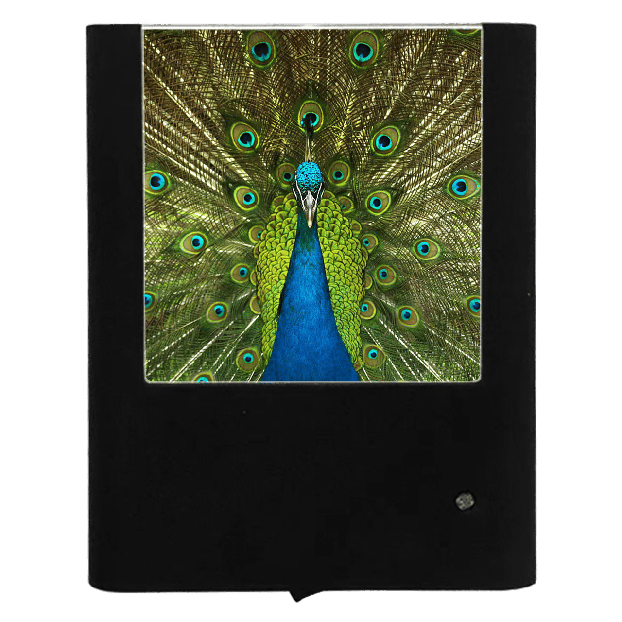Nightlight Studio - Wholesale Night Light - Peacock0