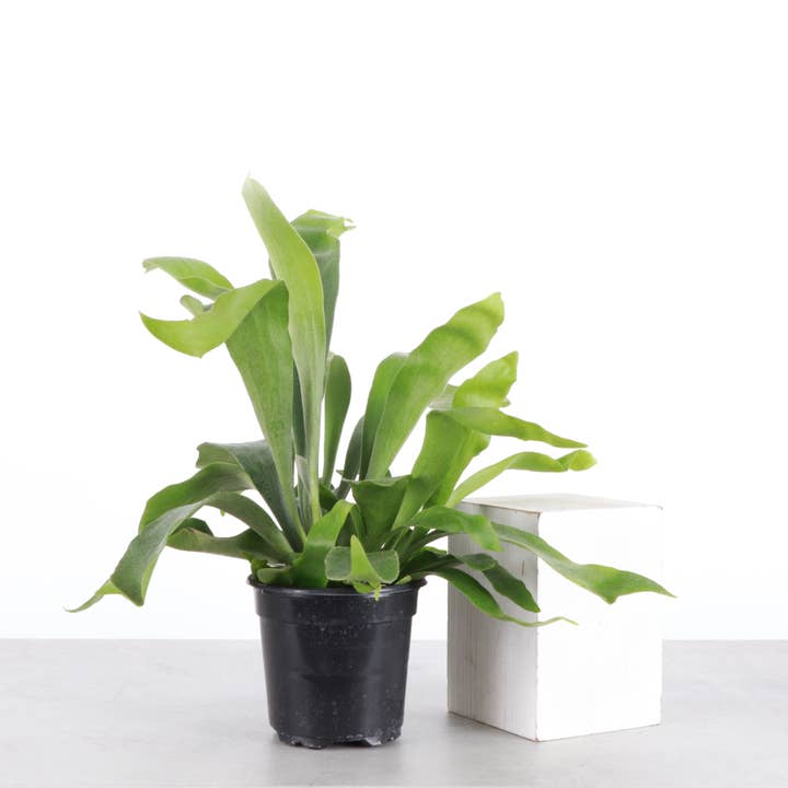 Thorsen's Greenhouse - Wholesale Live Plant - Staghorn Fern - Live Plant4
