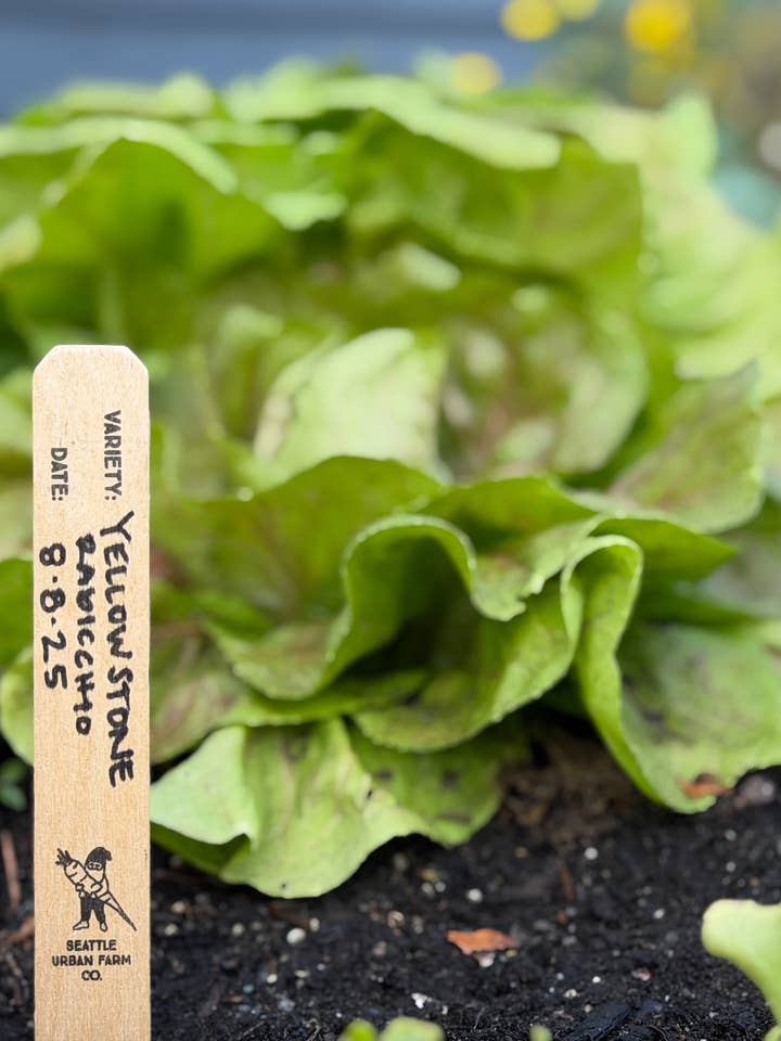 Étiquettes de plantes en bois biodégradables - 8 pouces pour la vente par Seattle Urban Farm Company