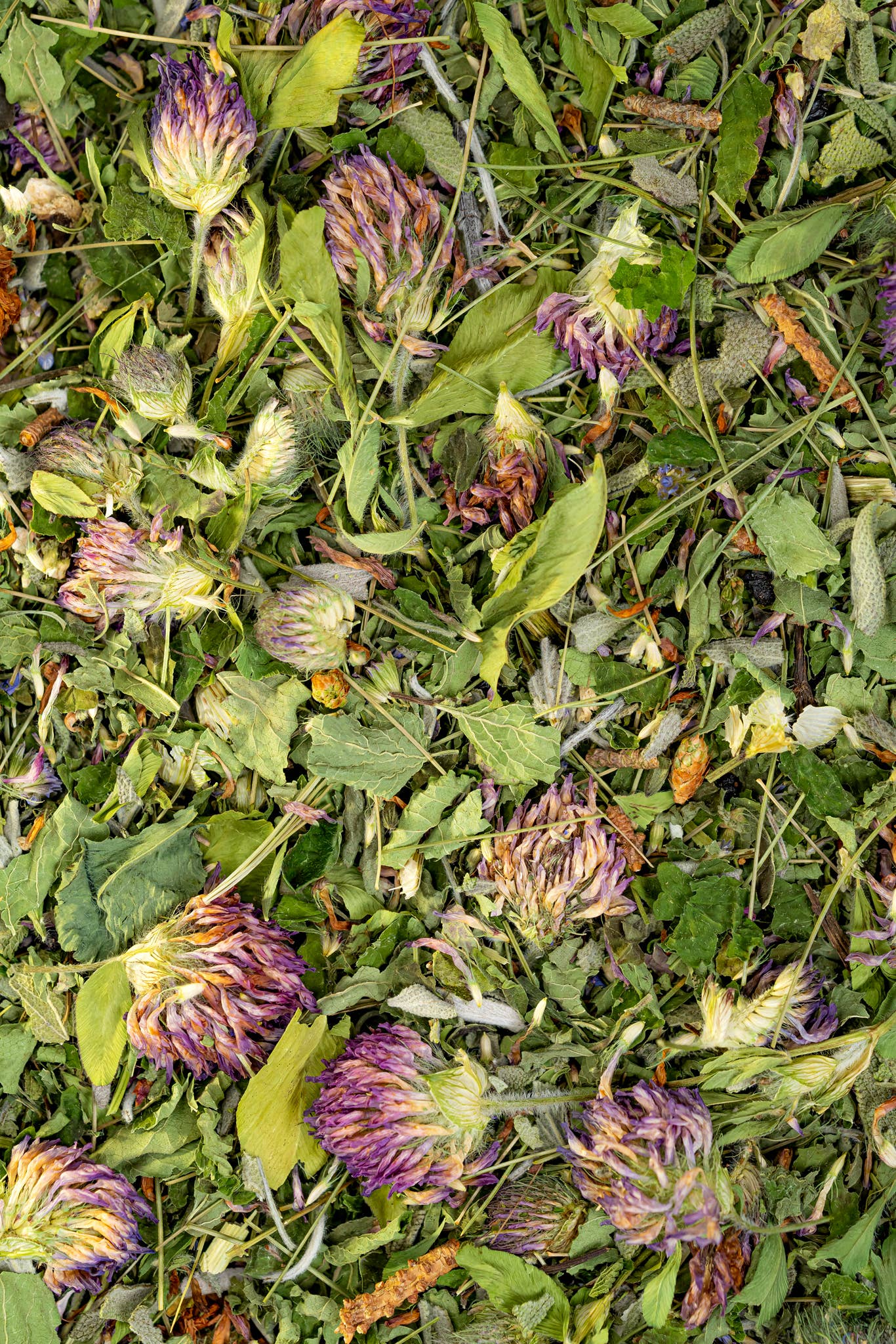 Sacred Blossom Farm - Wholesale Health/Detox Tea - Immunity Herbal Tea2